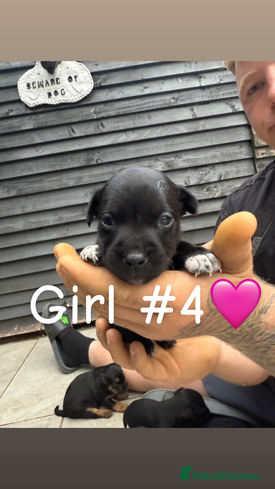 Patterdale Terrier dogs for sale: Patterdale terrier puppies for sale  - Image 4