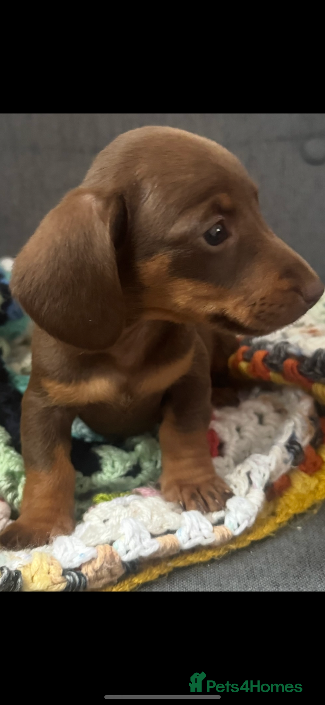 Dachshund dogs for sale: Miniature dachshund puppies  - Image 6
