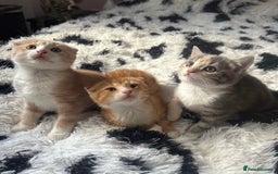 Scottish Fold cats for sale: Scotish Fold Kittens for sale 🐱 - Image 1