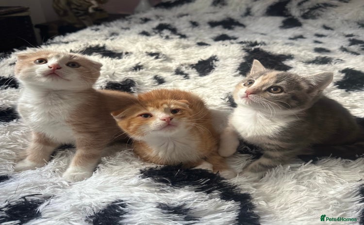 Scottish Fold cats - Advert 4