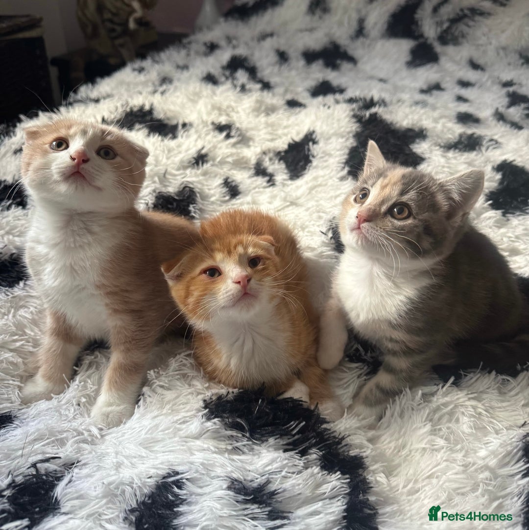 Scottish Fold cats for sale: Scotish Fold Kittens for sale 🐱 - Image 1
