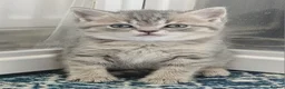 British Shorthair cats for sale: Blue Golden & Blue British Shorthair Kittens  - Advert 15