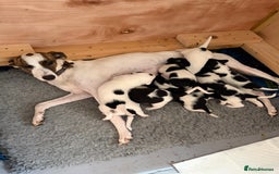 Mixed Breed dogs for sale: Lurcher x standard poodle  - Advert 11