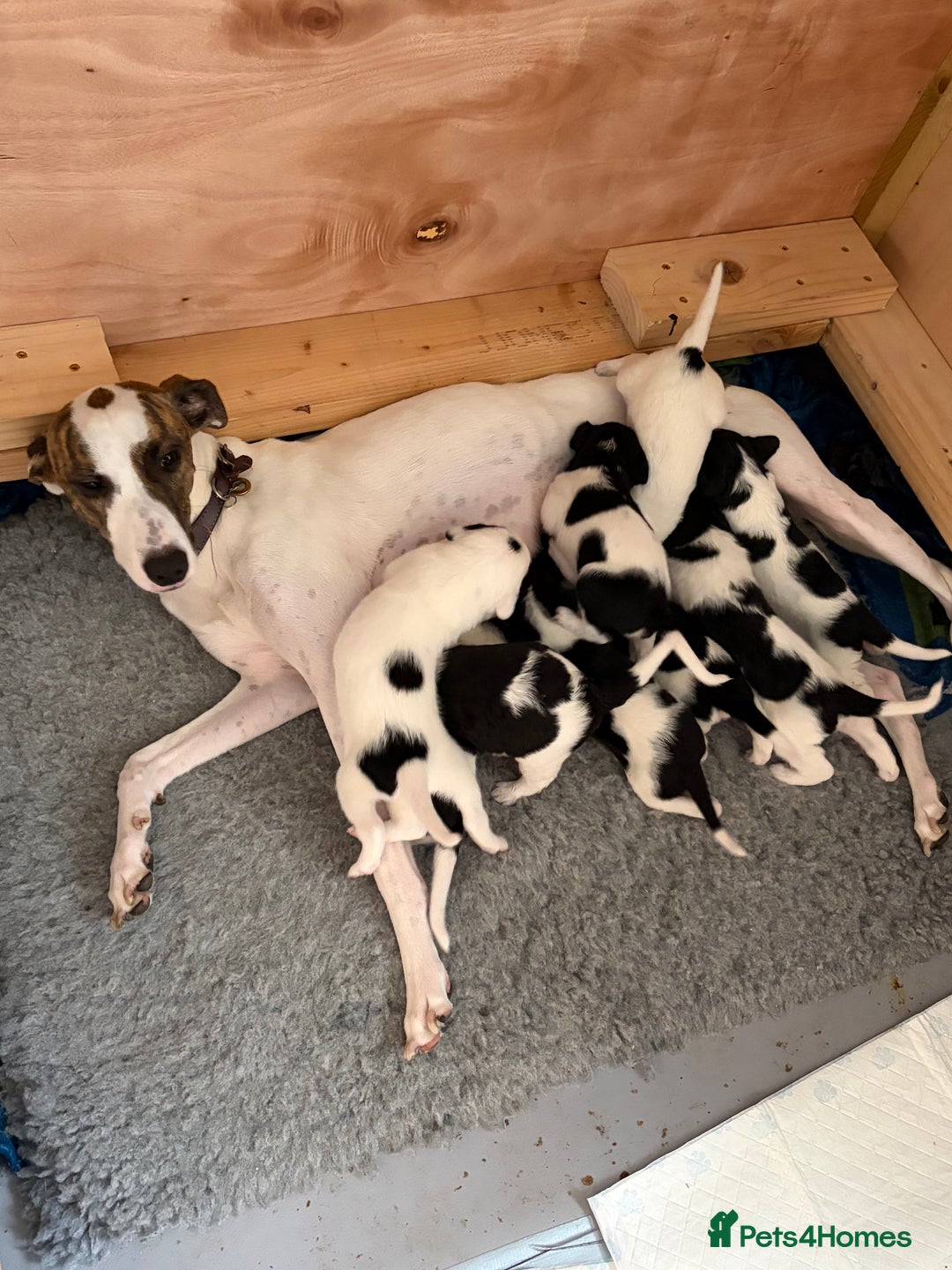 Mixed Breed dogs for sale: Lurcher x standard poodle  - Advert 11