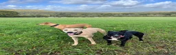 Lurcher dogs for stud: Light bull lurcher for stud (litter pick) - Advert 3