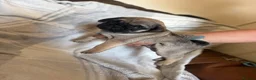 Pug dogs for sale: Pug puppies  - Advert 6