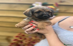 Mixed Breed dogs for sale: Bordoodle puppy’s  - Image 2
