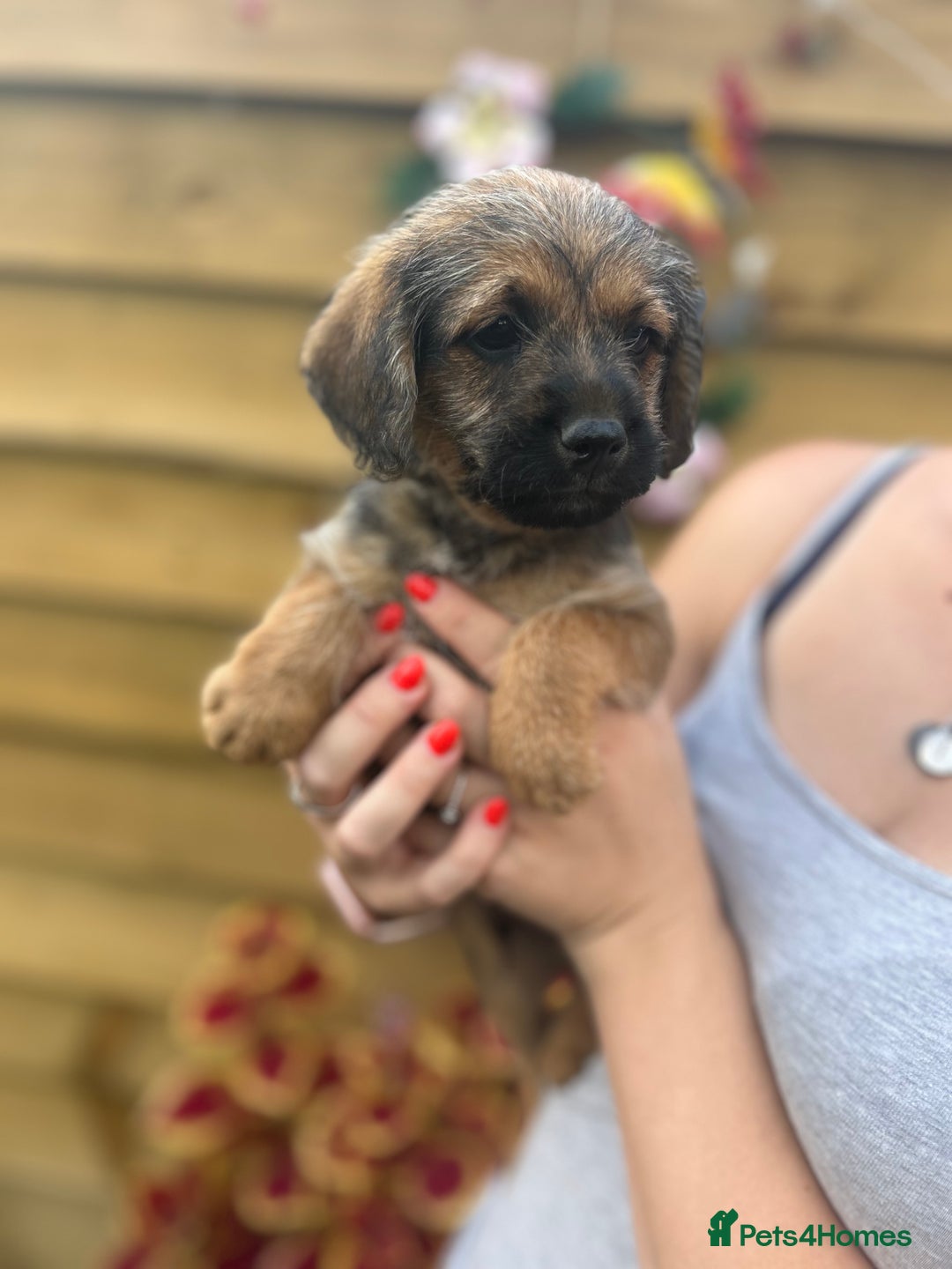 Mixed Breed dogs for sale: Bordoodle puppy’s  - Image 2
