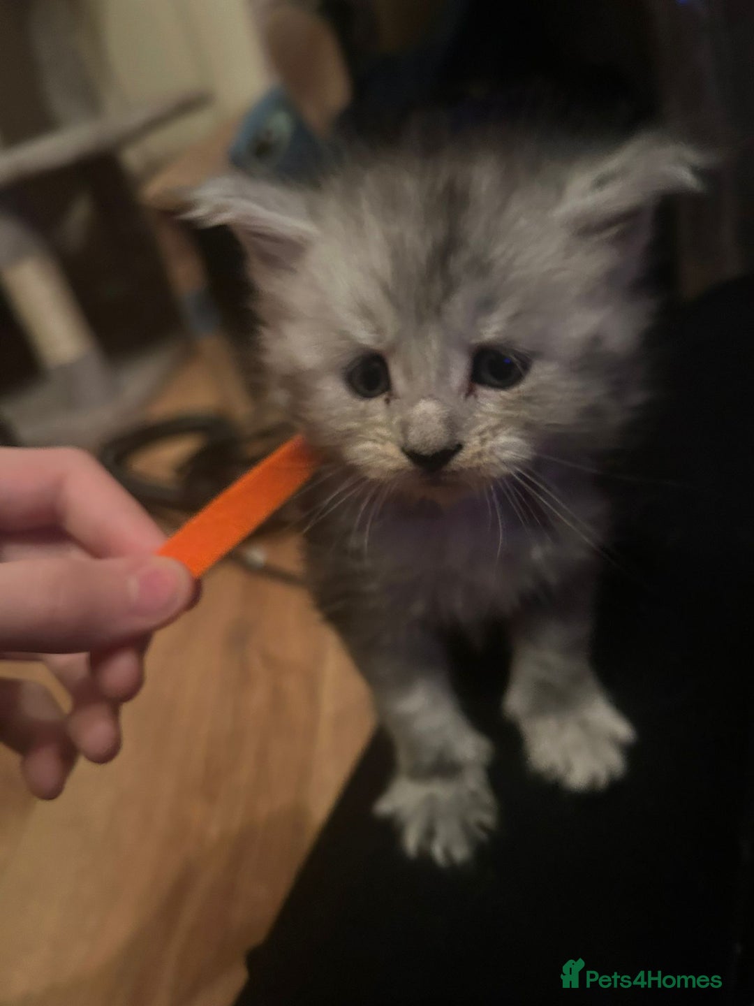 Maine Coon cats for sale: Beautiful Maine coon kittens £650 - Advert 1