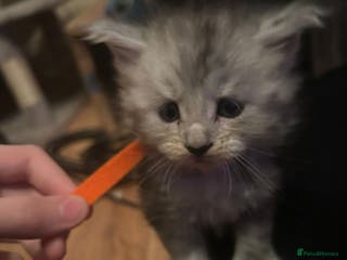 Maine Coon cats Beautiful Maine coon kittens £650 - Advert 1