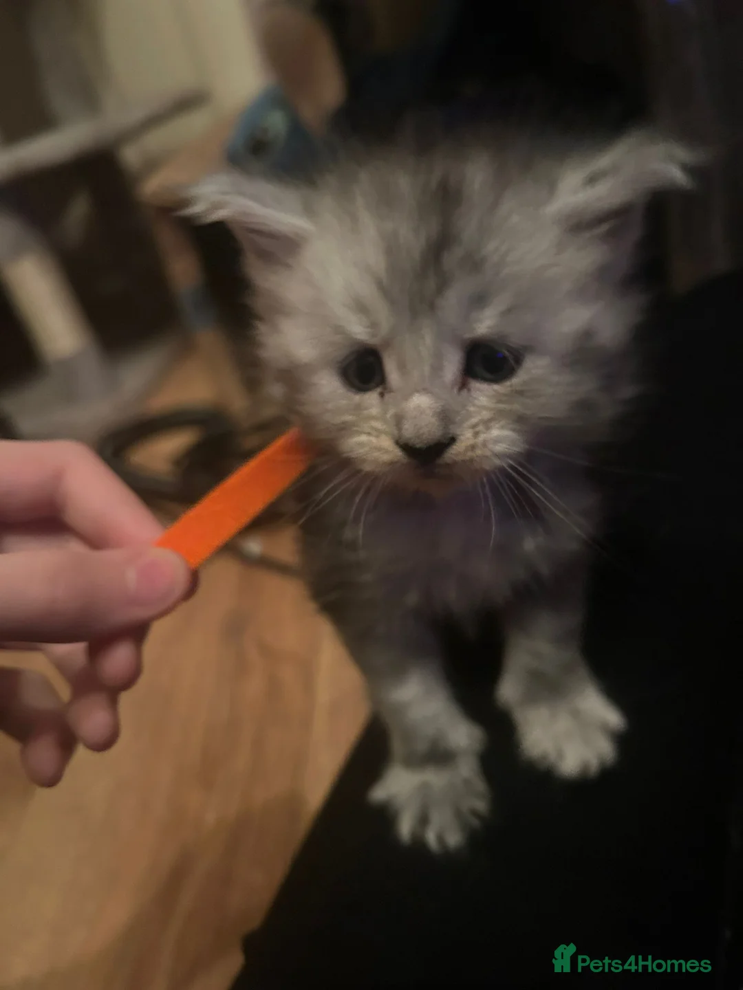 Maine Coon cats for sale: Beautiful Maine coon kittens £650 - Advert 1