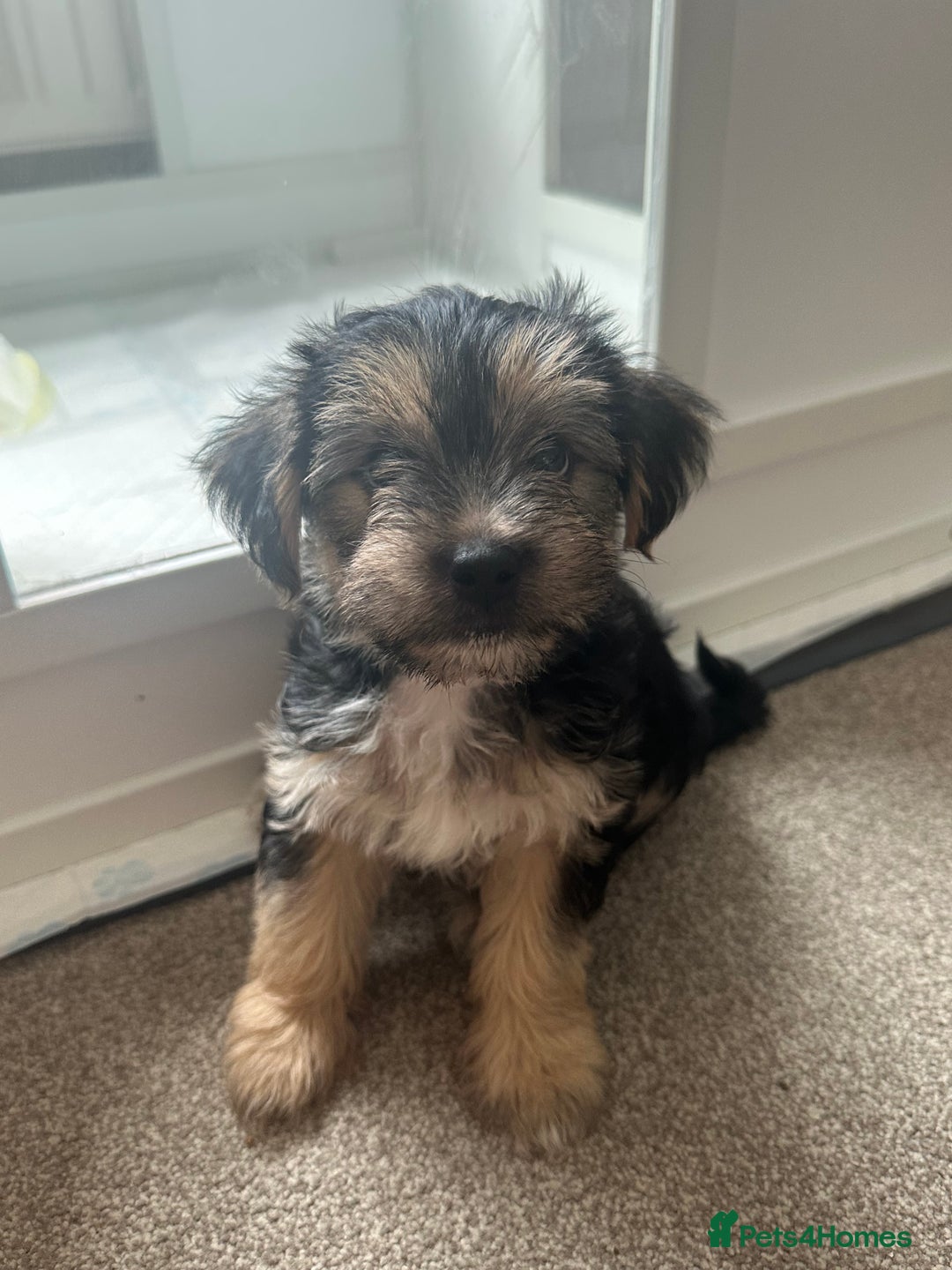 Morkie dogs for sale: Morkie Pups - Image 20