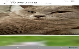 British Longhair cats for sale: Two beautiful ginger kittens for salekittens  - Image 7