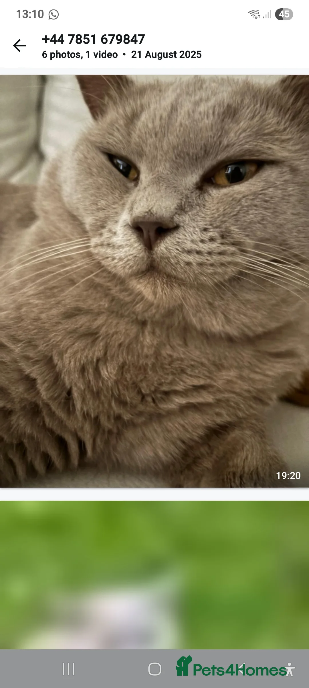 British Longhair cats for sale: Two beautiful ginger kittens for salekittens  - Advert 7