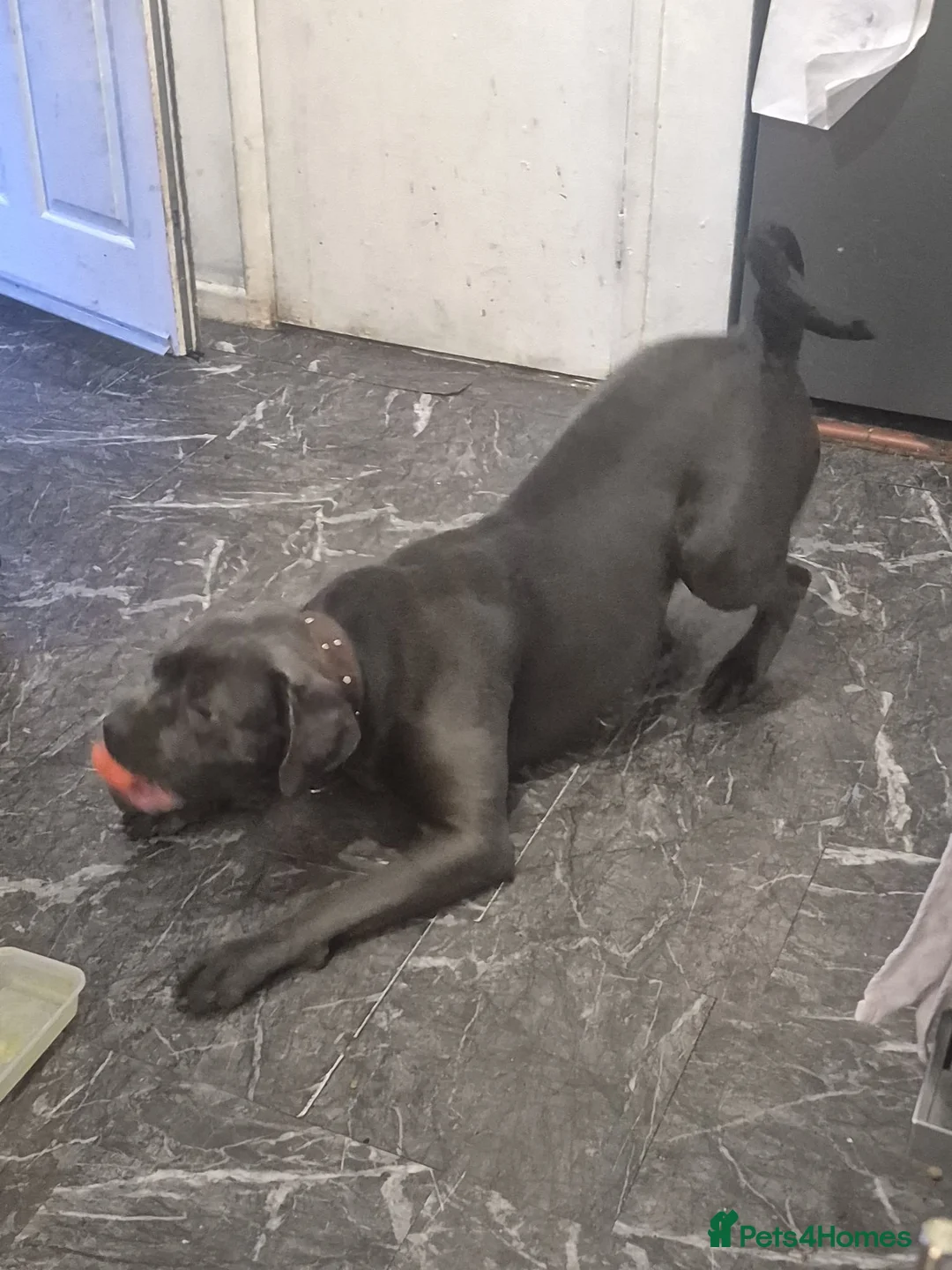 Cane Corso dogs for sale: Nyla  - Advert 2