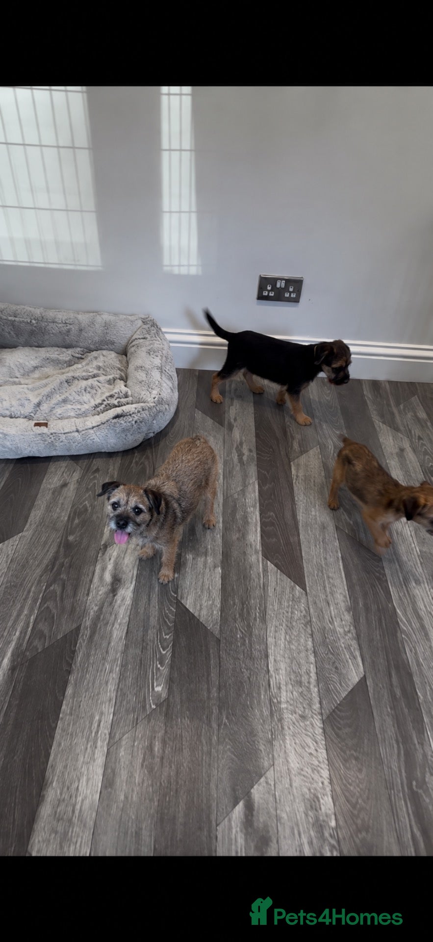 Border Terrier dogs Border terrier - Advert 1
