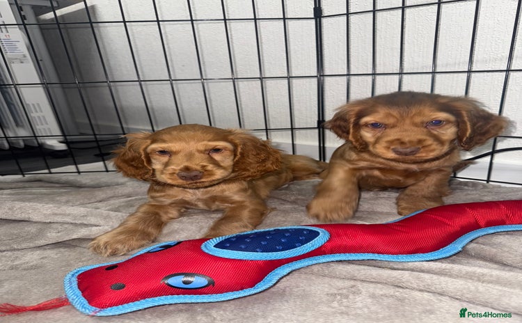 Cocker Spaniel dogs - Advert 6