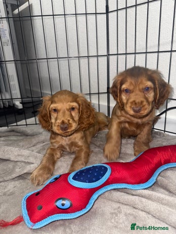 Cocker Spaniel dogs - Advert 10