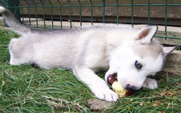 Siberian Husky dogs for sale: Siberian Husky puppies for sale ready now - Image 12