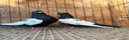 Pigeons birds for sale: IMPORTED IRANIAN SINEH PIGEONS - Advert 5