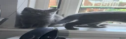 British Shorthair cats for sale: Beautiful British shorthair kittens - Advert 18