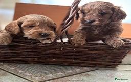 Cockapoo dogs for sale: Gorgeous Cockerpoo Puppies - Image 6