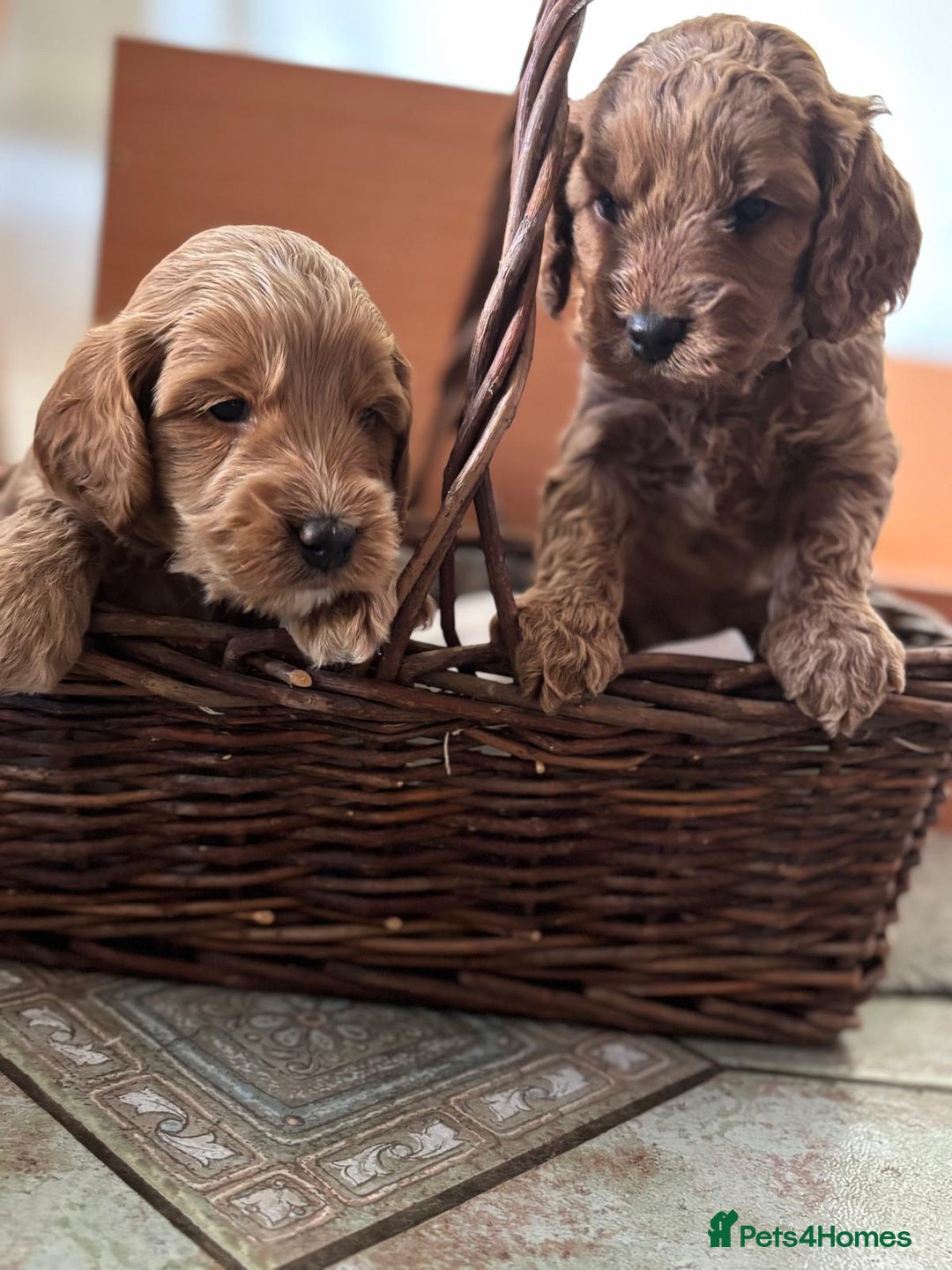 Cockapoo dogs for sale: Gorgeous Cockerpoo Puppies - Image 6
