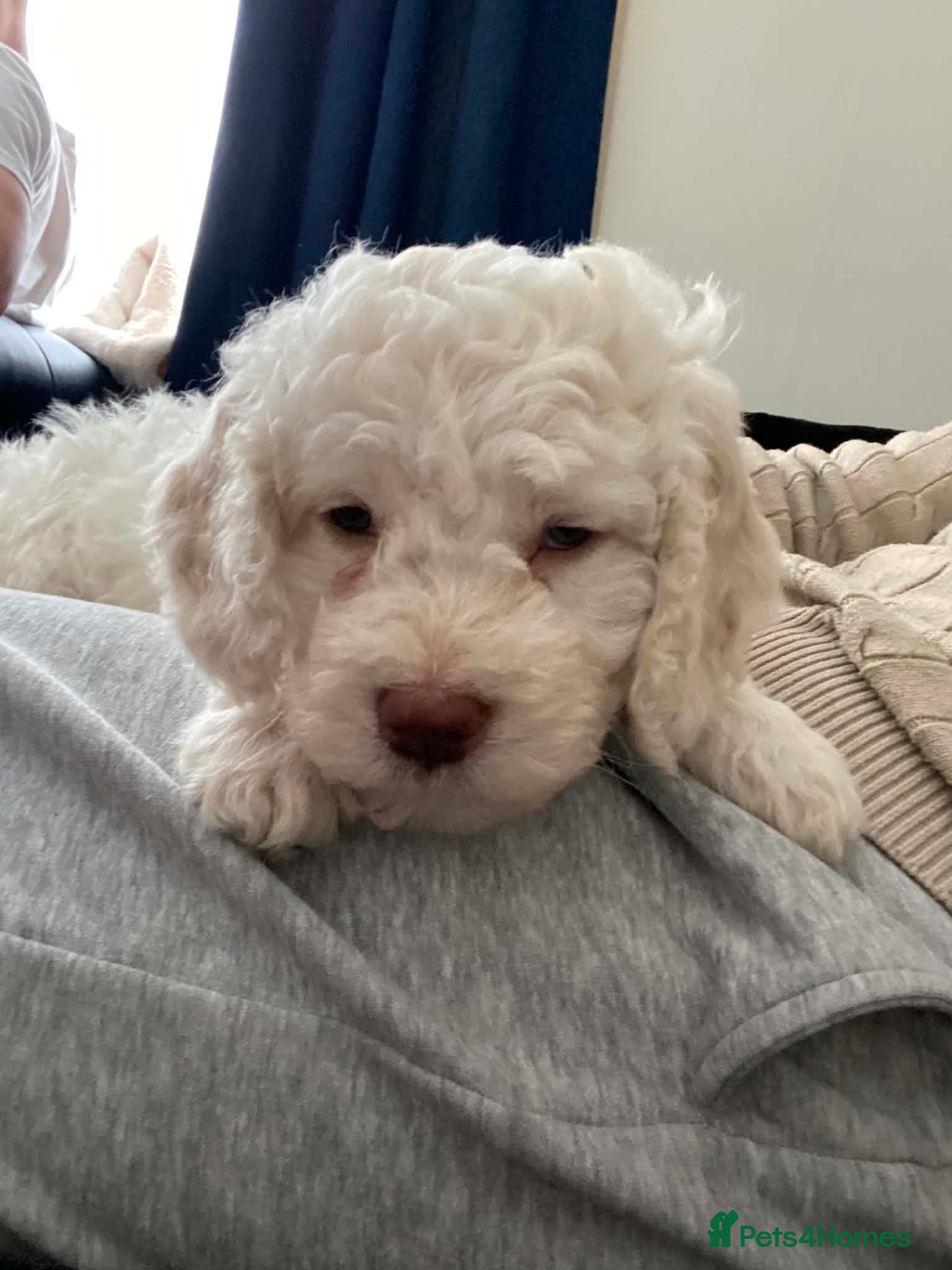 Lagotto Romagnolo dogs Lagotto Romagnolo Italian Water/Truffle Dogs   - Advert 5