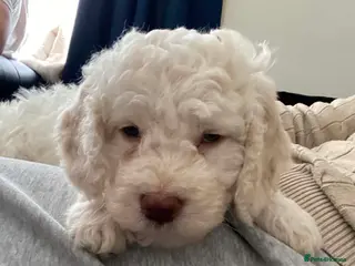 Lagotto Romagnolo dogs Lagotto Romagnolo Vet Checked/Chipped/Vaccinated - Advert 14