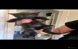 Mixed Breed cats for sale: Tabby mixed stunning litter - Image 9