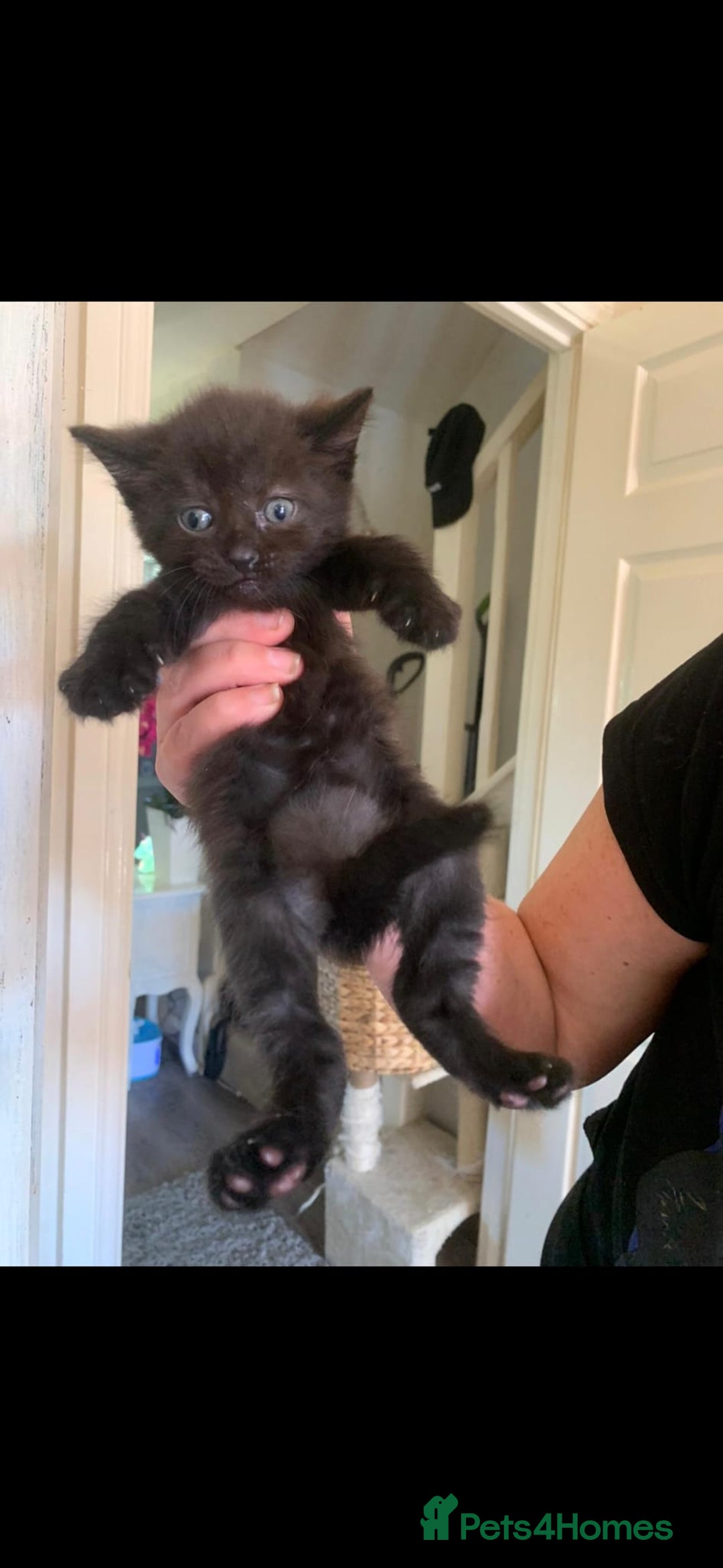 Mixed Breed cats for sale: Tabby mixed stunning litter - Image 9