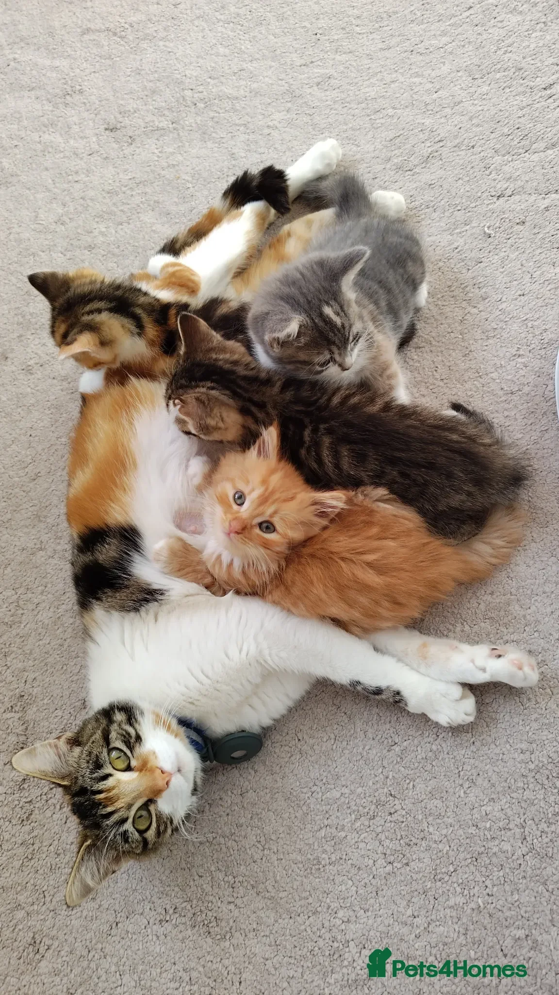 Mixed Breed cats Kittens looking for loving homes - Advert 1