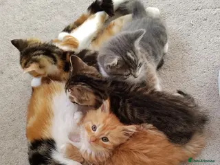 Mixed Breed cats Kittens looking for loving homes - Advert 1