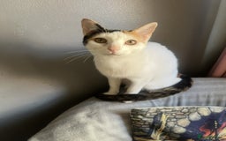 Arabian Mau cats for adoption: Molly Rocket - Image 1