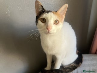 Arabian Mau cats - Advert 7