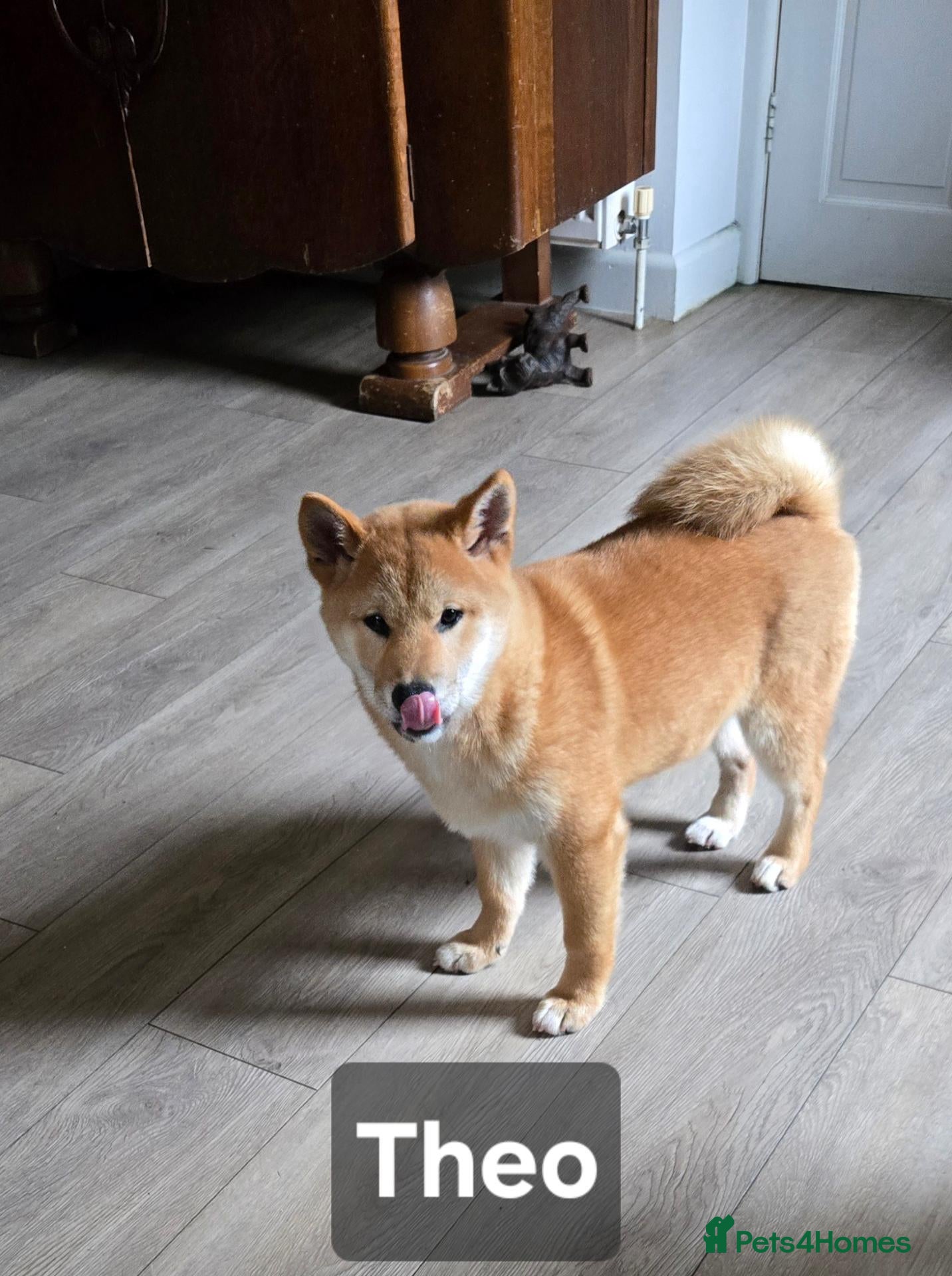 Japanese Shiba Inu dogs Foxy little shibas - Advert 2