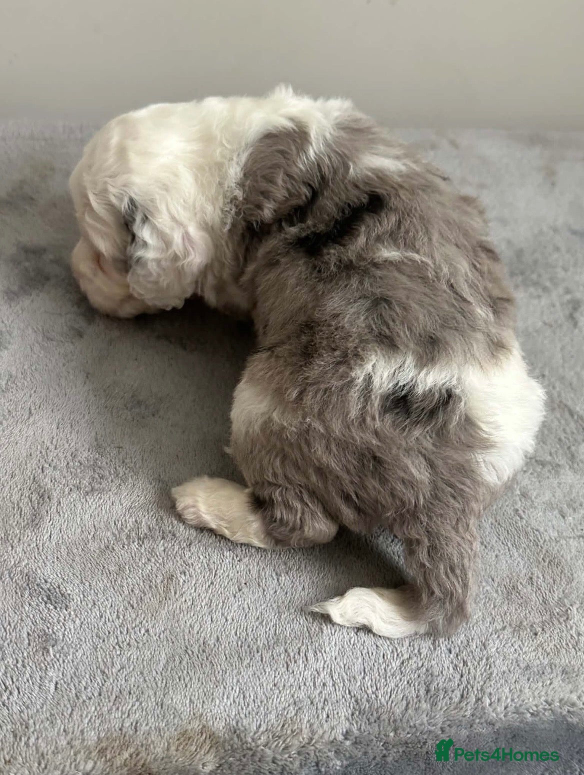 Sheepadoodle dogs Miniature Sheepadoodles - Advert 13