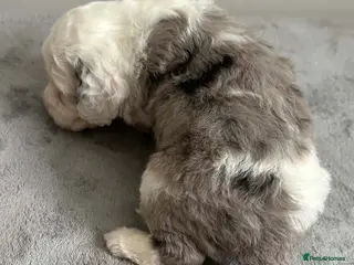 Sheepadoodle dogs Miniature Sheepadoodles - Advert 13