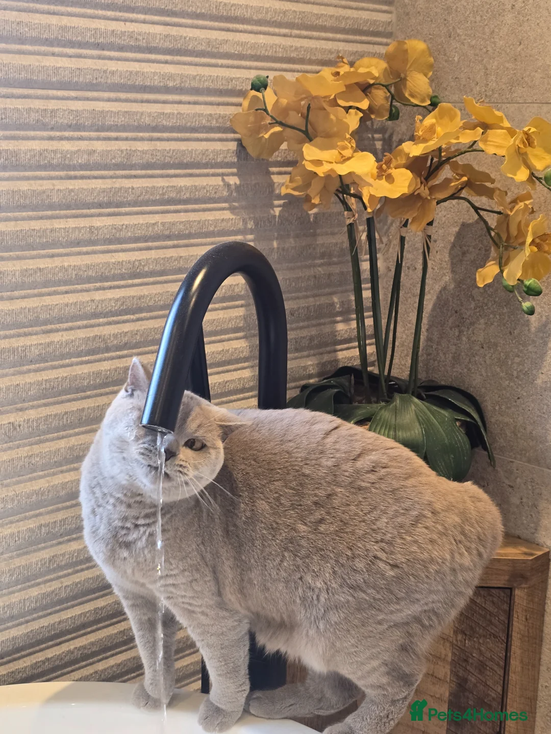 British Shorthair cats for sale: Beige/Grey British Shorthair Cat – 1 Year Old in Sheffield - Advert 2