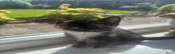 Mixed Breed cats for sale: 5 gorgeous kittens ready now  - Advert 6