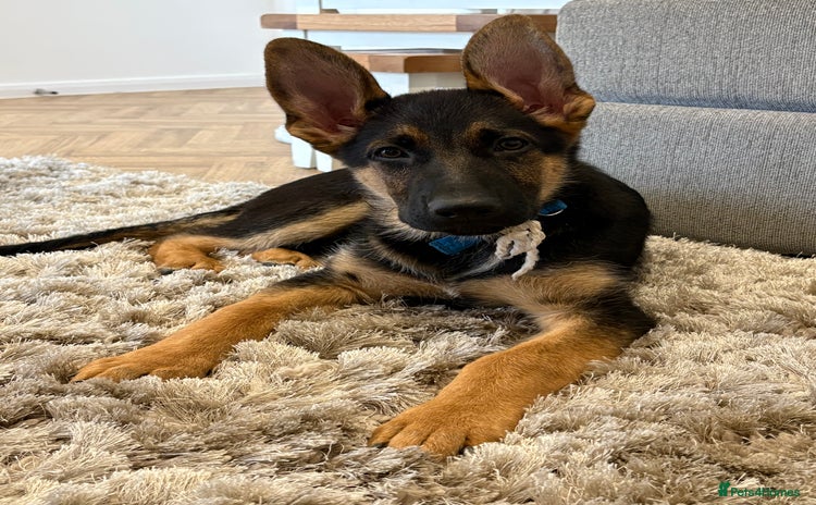 German Shepherd dogs - Advert 1