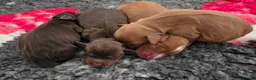 Cocker Spaniel dogs for sale: Stunning Working Cocker Pups KC Reg. - Advert 5