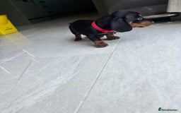 Mixed Breed dogs for sale: Dorkie Puppies  - Image 10