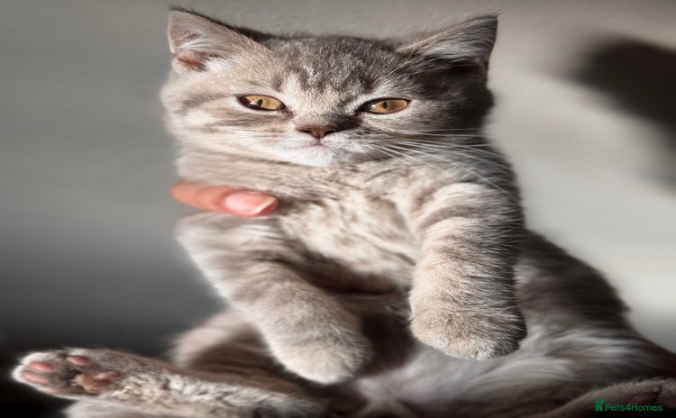 British Shorthair cats - Advert 7