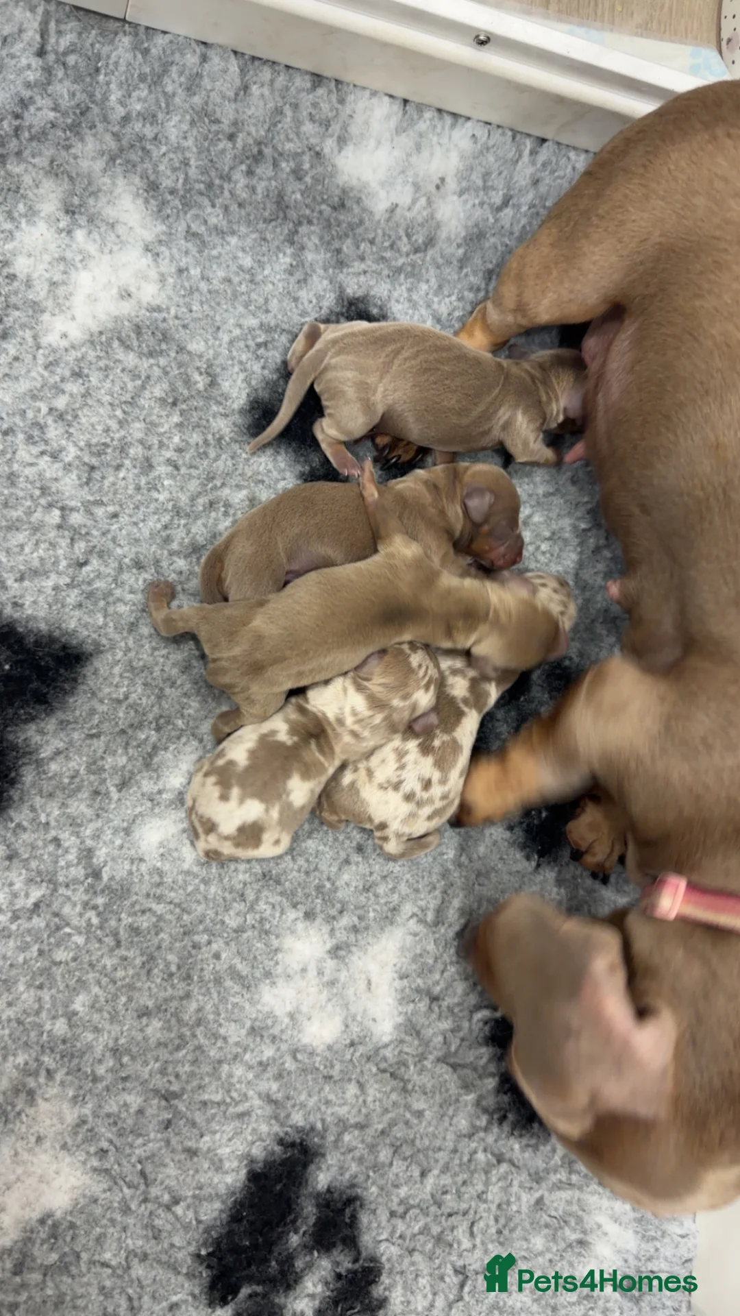 Miniature Dachshund dogs for sale: Last Stunning Boy Left  - Advert 3