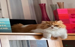 British Longhair cats for sale: *RESERVED* Red Bicolour British Longhair Kitten - Image 18