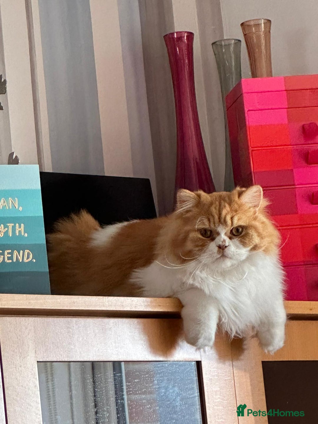 British Longhair cats for sale: *RESERVED* Red Bicolour British Longhair Kitten - Image 18