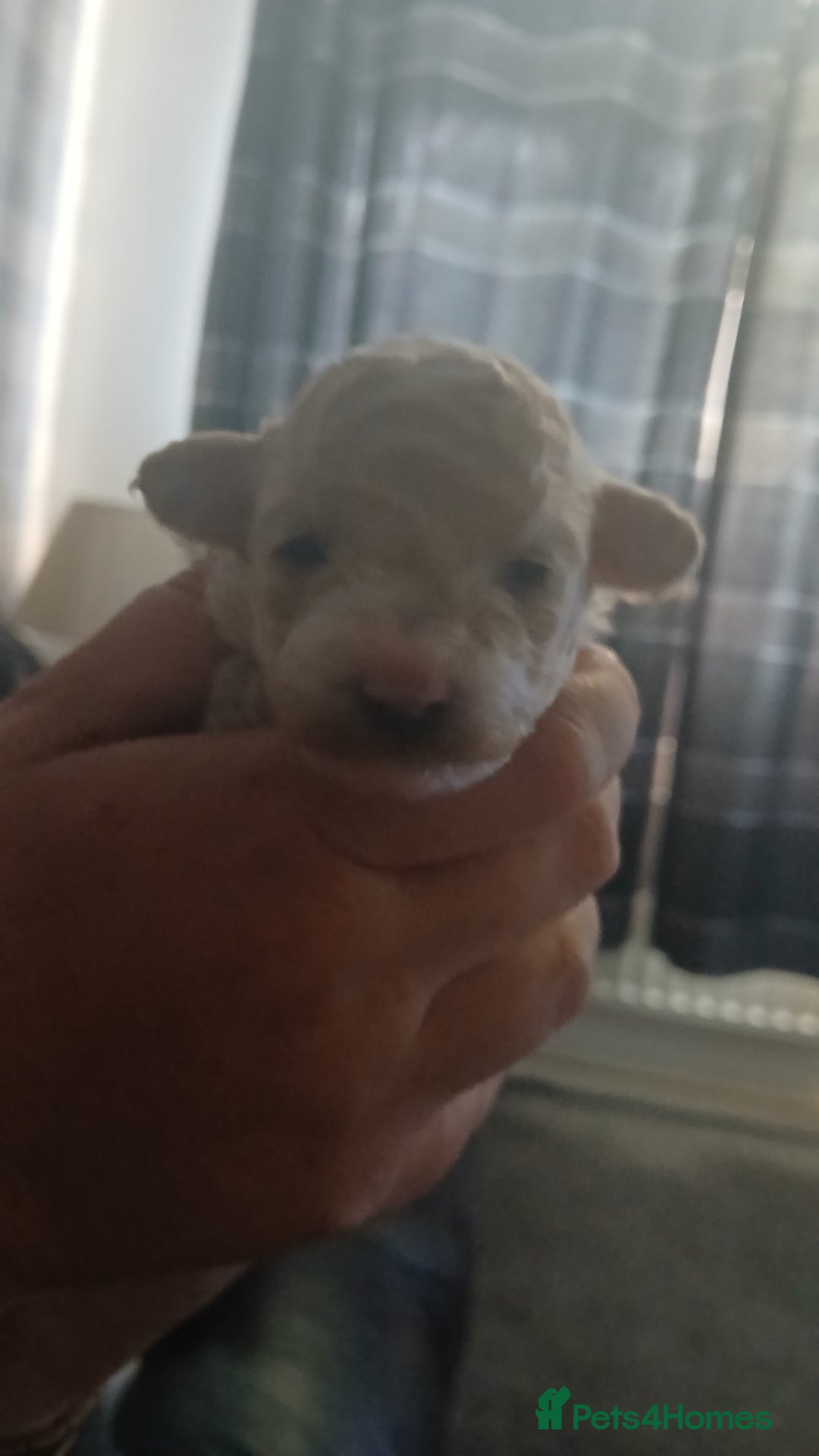Maltipoo dogs for sale: Malitpoo  puppies  for sale in Canterbury - Image 18