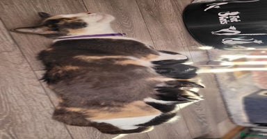 Mixed Breed cats - Advert 5