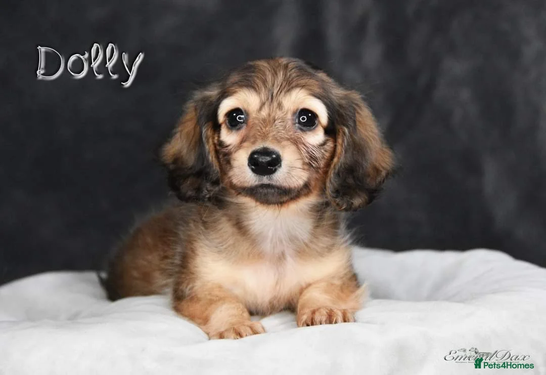 Miniature Dachshund dogs for stud: Clear Cream Stud in Rochford - Advert 13